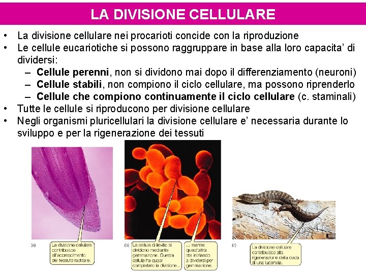 LA DIVISIONE CELLULARE • La divisione cellulare nei procarioti concide con la riproduzione •