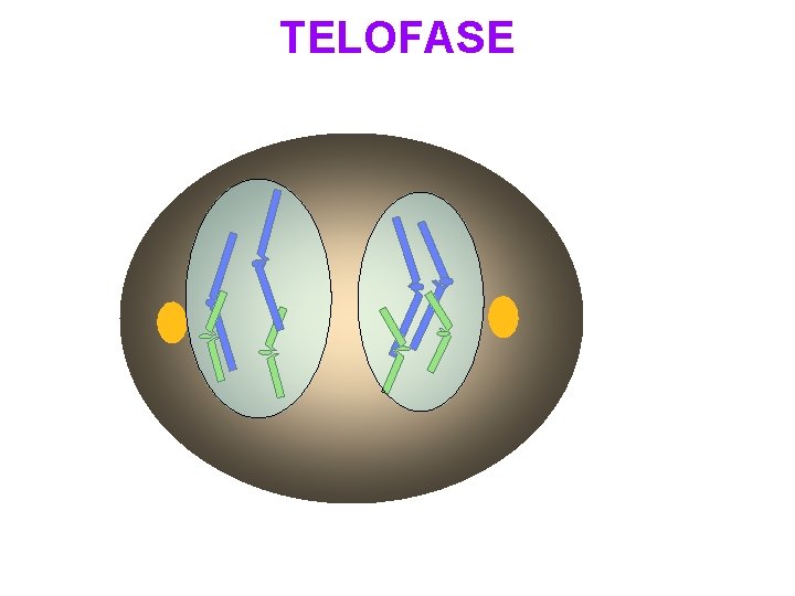 TELOFASE 