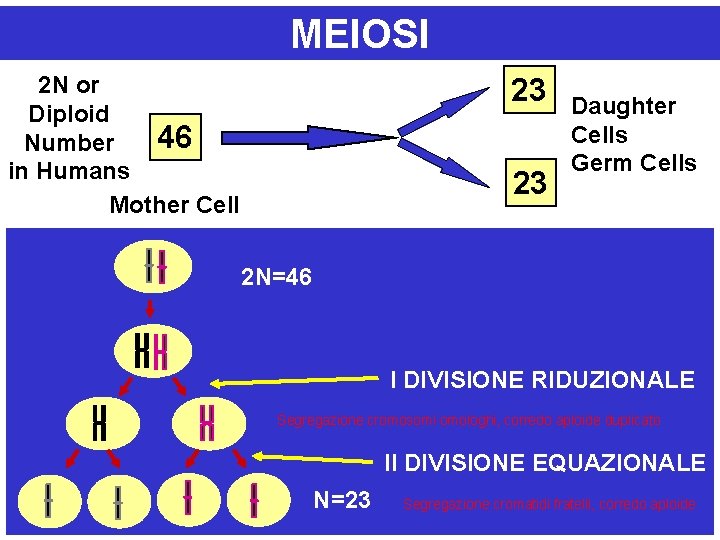 MEIOSI 2 N or Diploid 46 Number in Humans Mother Cell 23 23 Daughter