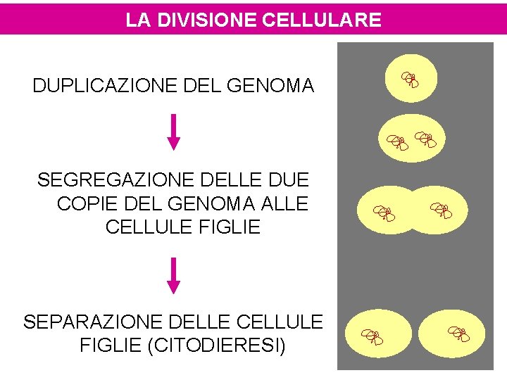 LA DIVISIONE CELLULARE DUPLICAZIONE DEL GENOMA SEGREGAZIONE DELLE DUE COPIE DEL GENOMA ALLE CELLULE
