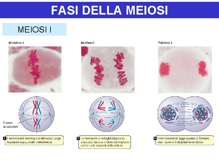 FASI DELLA MEIOSI I 