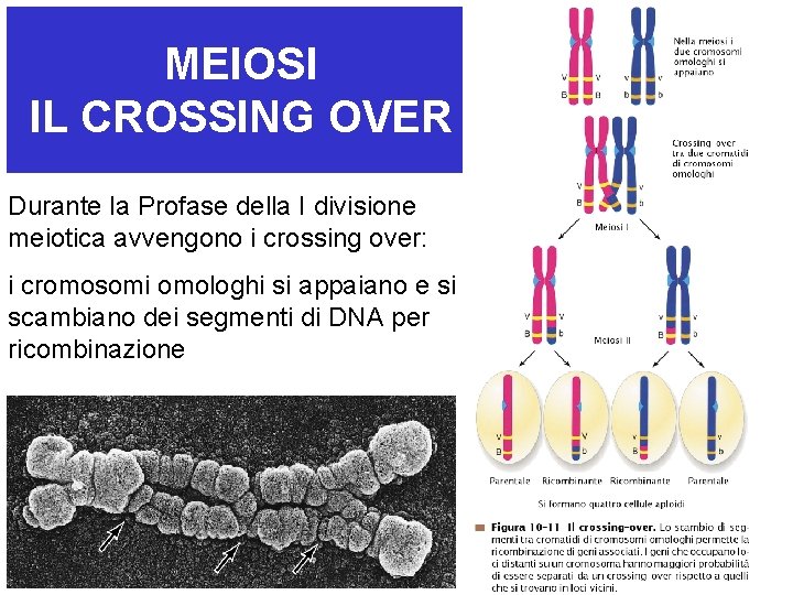 MEIOSI IL CROSSING OVER Durante la Profase della I divisione meiotica avvengono i crossing
