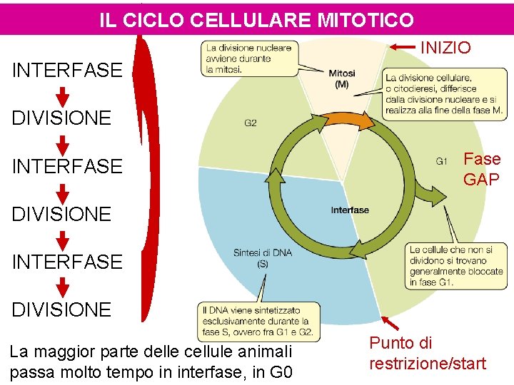 IL CICLO CELLULARE MITOTICO INIZIO INTERFASE DIVISIONE INTERFASE Fase GAP DIVISIONE INTERFASE DIVISIONE La