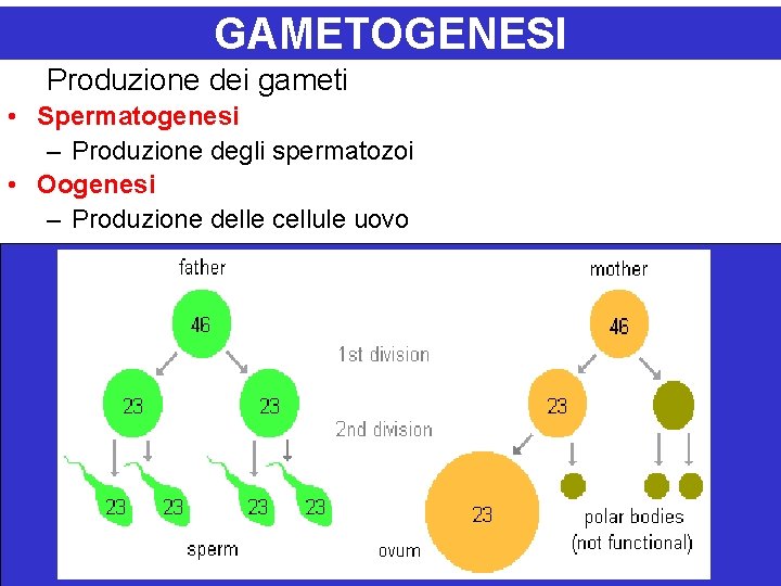 GAMETOGENESI Produzione dei gameti • Spermatogenesi – Produzione degli spermatozoi • Oogenesi – Produzione