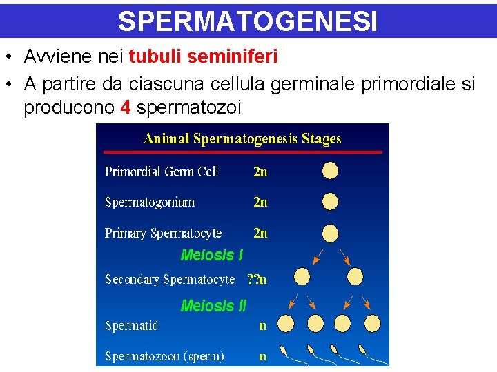 SPERMATOGENESI • Avviene nei tubuli seminiferi • A partire da ciascuna cellula germinale primordiale