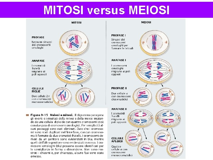 MITOSI versus MEIOSI 