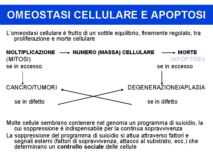 OMEOSTASI CELLULARE E APOPTOSI L’omeostasi cellulare è frutto di un sottile equilibrio, finemente regolato,