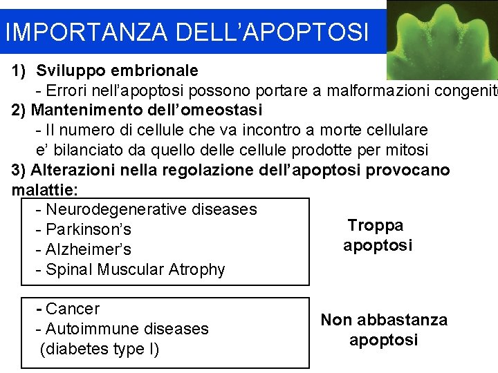 IMPORTANZA DELL’APOPTOSI 1) Sviluppo embrionale - Errori nell’apoptosi possono portare a malformazioni congenite 2)