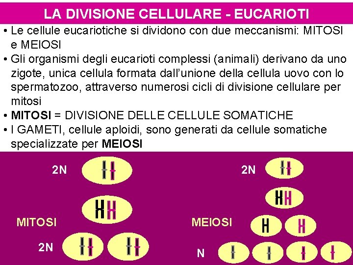 LA DIVISIONE CELLULARE - EUCARIOTI • Le cellule eucariotiche si dividono con due meccanismi: