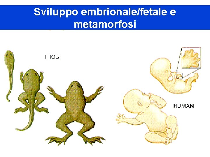 Sviluppo embrionale/fetale e metamorfosi 