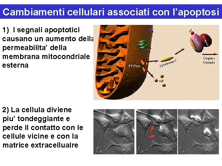 Cambiamenti cellulari associati con l’apoptosi 1) I segnali apoptotici causano un aumento della permeabilita’