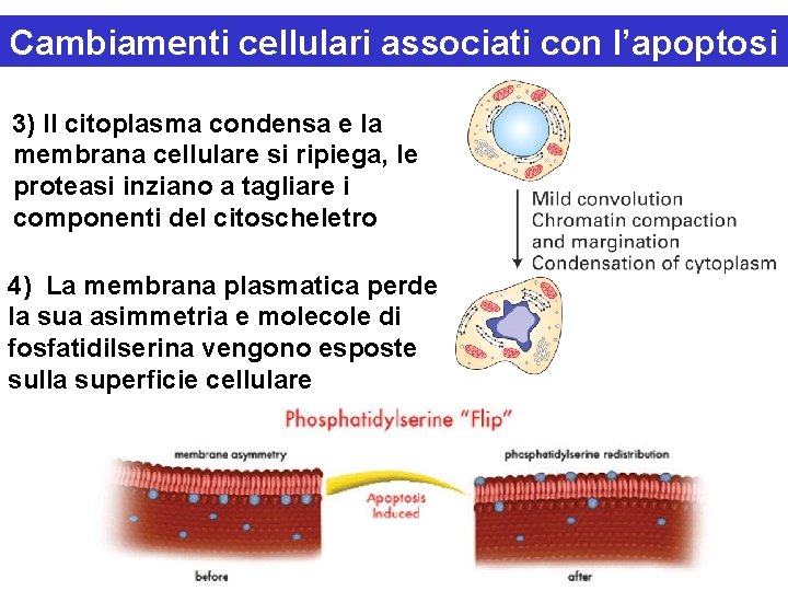 Cambiamenti cellulari associati con l’apoptosi 3) Il citoplasma condensa e la membrana cellulare si