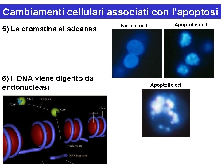 Cambiamenti cellulari associati con l’apoptosi 5) La cromatina si addensa 6) Il DNA viene