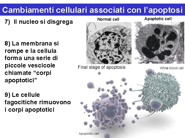 Cambiamenti cellulari associati con l’apoptosi 7) Il nucleo si disgrega 8) La membrana si