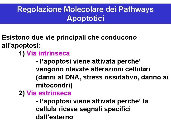 Regolazione Molecolare dei Pathways Apoptotici Esistono due vie principali che conducono all’apoptosi: 1) Via