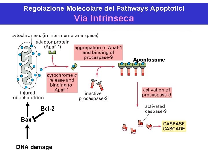 Regolazione Molecolare dei Pathways Apoptotici Via Intrinseca Apoptosome Bcl-2 Bax DNA damage 
