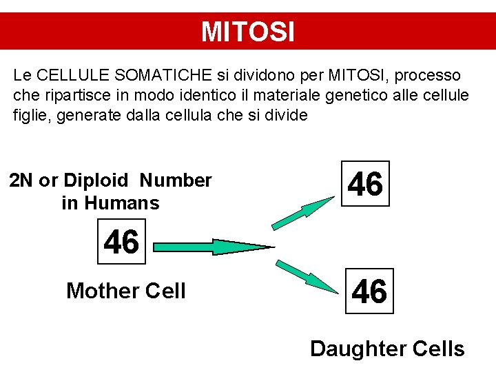 MITOSI Le CELLULE SOMATICHE si dividono per MITOSI, processo che ripartisce in modo identico