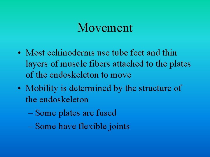 Movement • Most echinoderms use tube feet and thin layers of muscle fibers attached