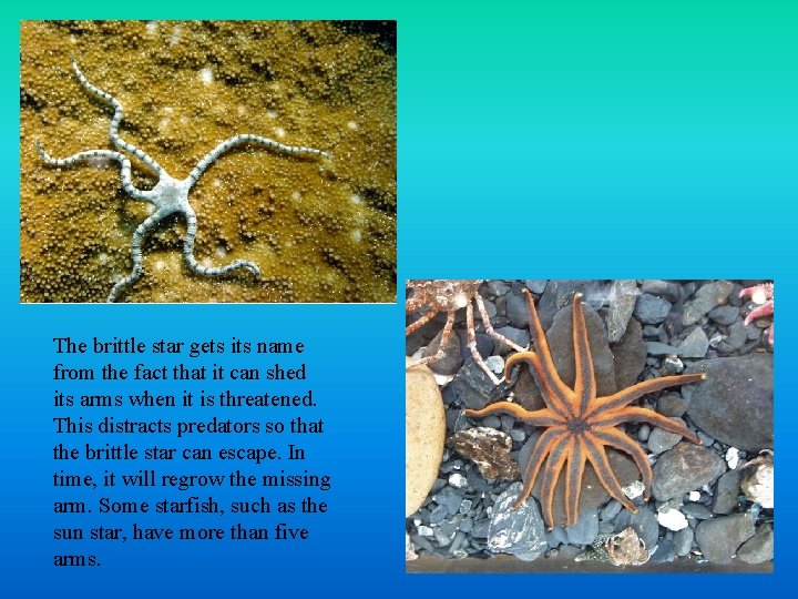 The brittle star gets its name from the fact that it can shed its