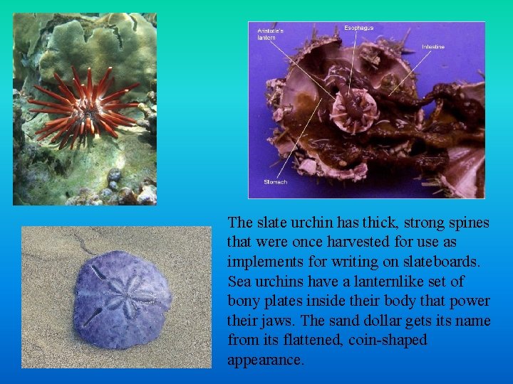 The slate urchin has thick, strong spines that were once harvested for use as