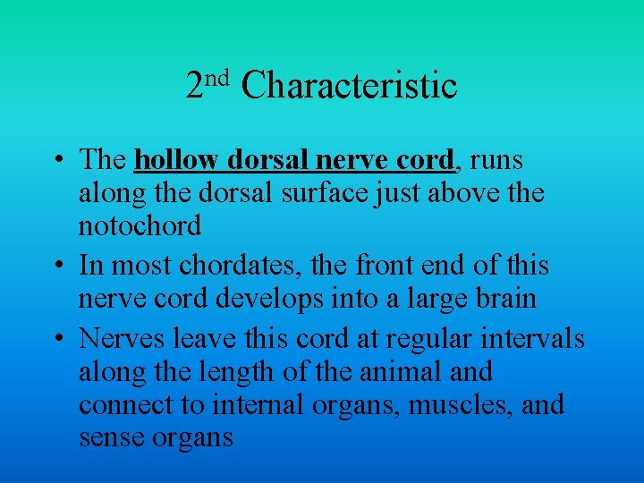 nd 2 Characteristic • The hollow dorsal nerve cord, runs along the dorsal surface