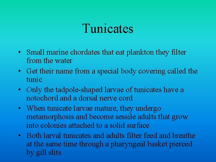 Tunicates • Small marine chordates that eat plankton they filter from the water •