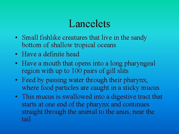 Lancelets • Small fishlike creatures that live in the sandy bottom of shallow tropical