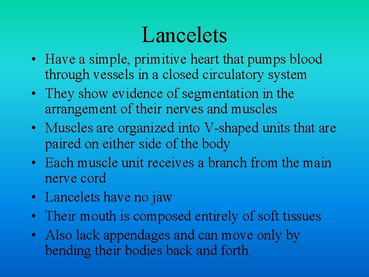 Lancelets • Have a simple, primitive heart that pumps blood through vessels in a