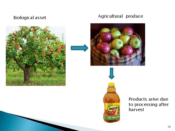 Biological asset Agricultural produce Products arise due to processing after harvest 10 