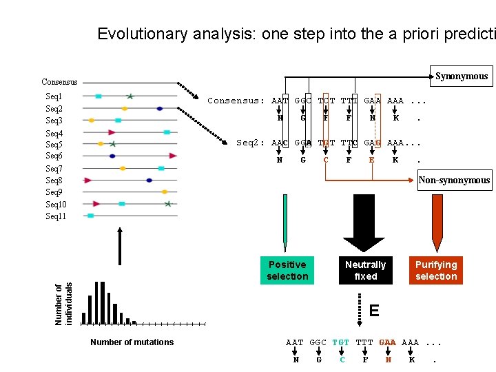 Evolutionary analysis: one step into the a priori predicti Synonymous Consensus Seq 1 Seq