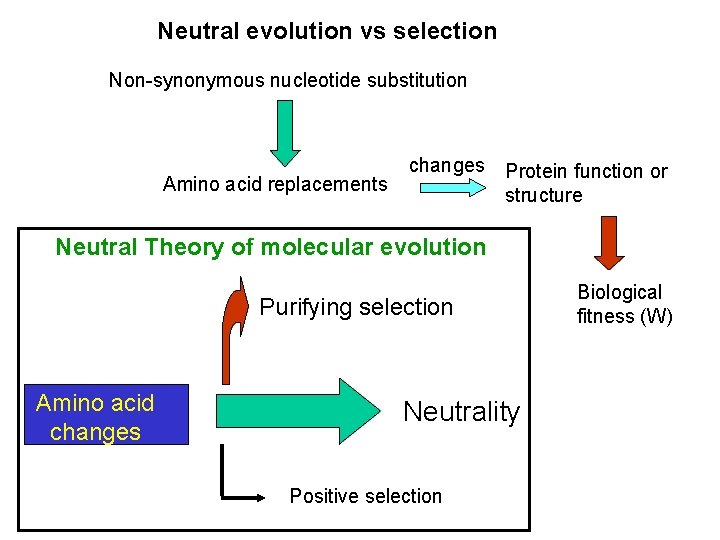 Neutral evolution vs selection Non-synonymous nucleotide substitution Amino acid replacements changes Protein function or