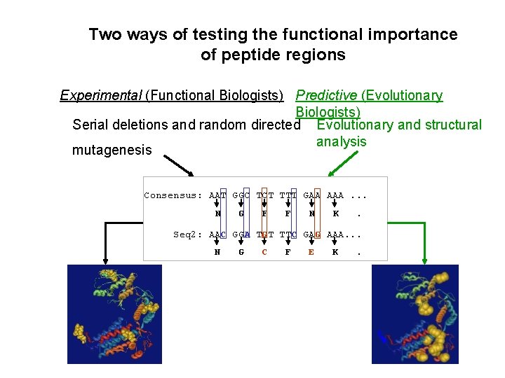 Two ways of testing the functional importance of peptide regions Experimental (Functional Biologists) Predictive
