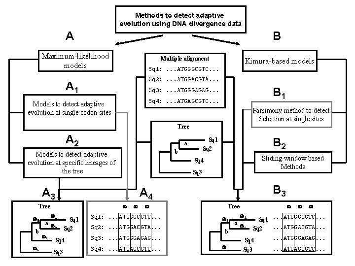 Methods to detect adaptive evolution using DNA divergence data A B Maximum-likelihood models Multiple