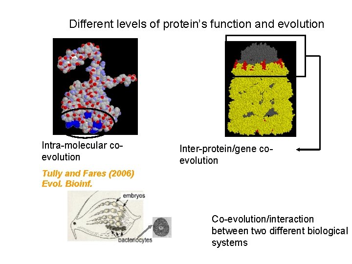 Different levels of protein’s function and evolution Intra-molecular coevolution Inter-protein/gene coevolution Tully and Fares