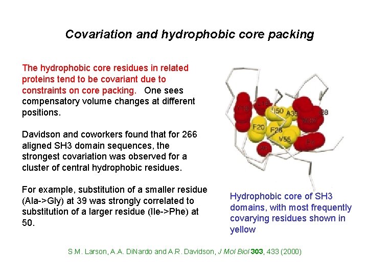 Covariation and hydrophobic core packing The hydrophobic core residues in related proteins tend to