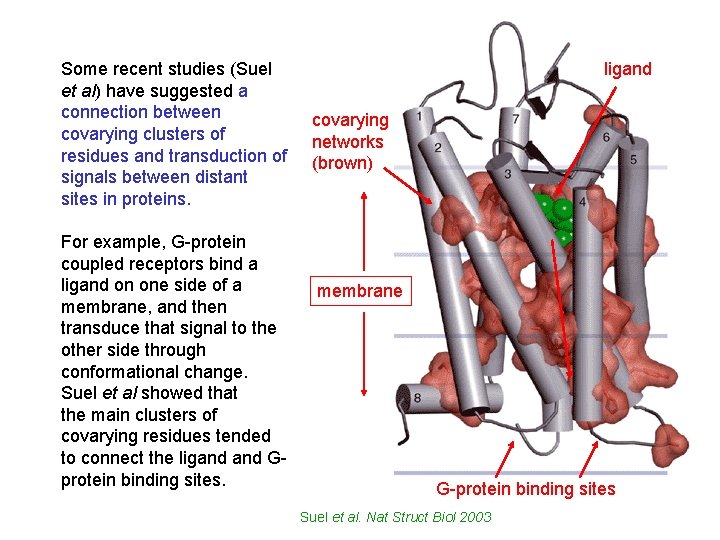 Some recent studies (Suel et al) have suggested a connection between covarying clusters of
