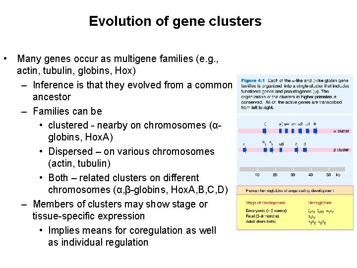 Evolution of gene clusters • Many genes occur as multigene families (e. g. ,