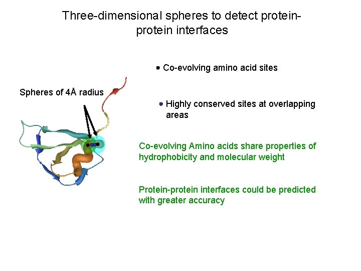 Three-dimensional spheres to detect protein interfaces Co-evolving amino acid sites Spheres of 4Å radius