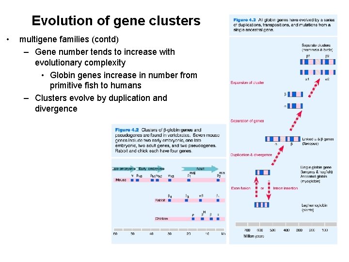 Evolution of gene clusters • multigene families (contd) – Gene number tends to increase