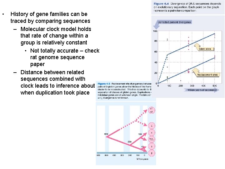  • History of gene families can be traced by comparing sequences – Molecular
