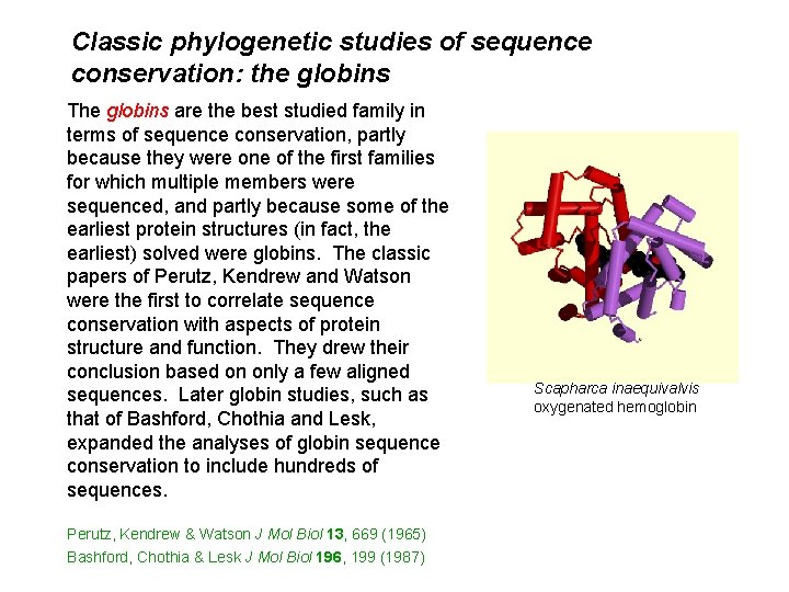 Classic phylogenetic studies of sequence conservation: the globins The globins are the best studied