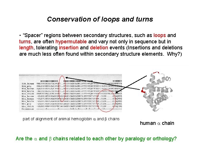 Conservation of loops and turns • “Spacer” regions between secondary structures, such as loops