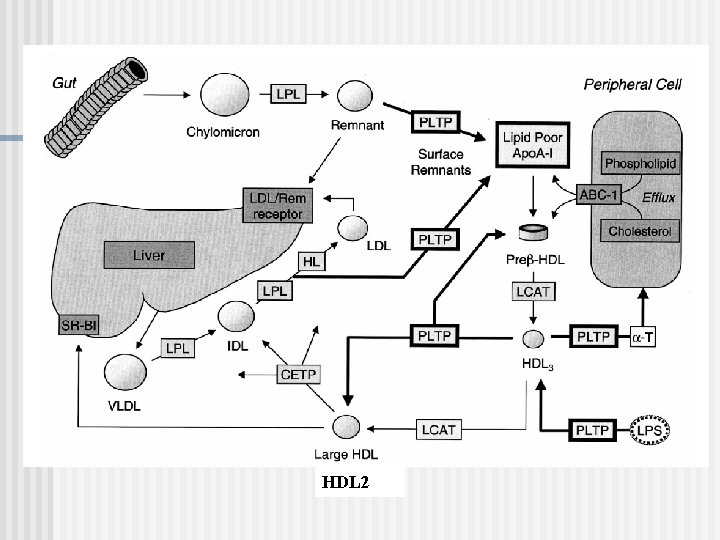 HDL 2 