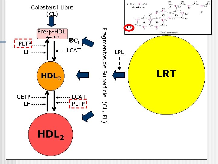 Colesterol Libre (CL) Apo A-I PLTP CL LH LCAT HDL 3 CETP LH LCAT