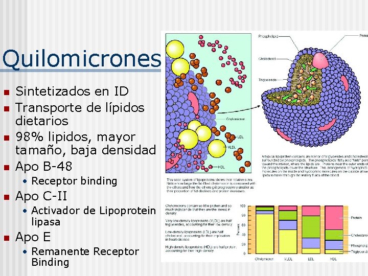 Quilomicrones n n Sintetizados en ID Transporte de lípidos dietarios 98% lipidos, mayor tamaño,