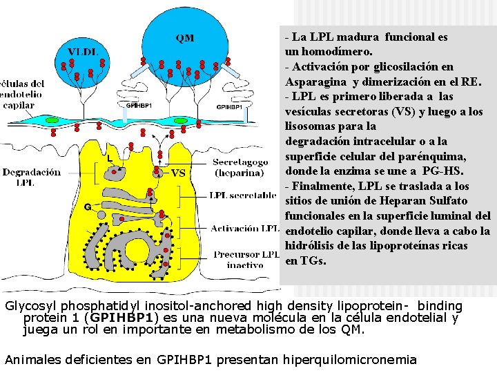 - La LPL madura funcional es un homodímero. - Activación por glicosilación en Asparagina