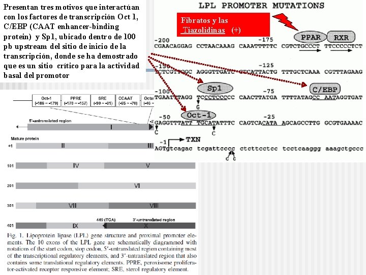 Presentan tres motivos que interactúan con los factores de transcripción Oct 1, C/EBP (CAAT