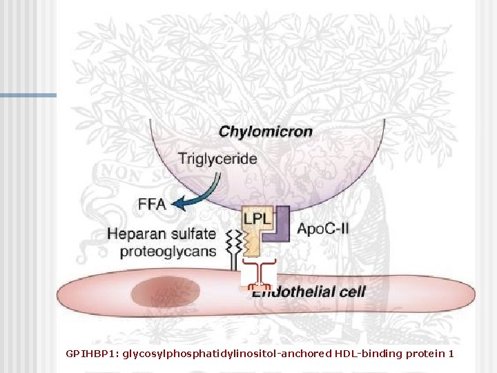 GPIHBP 1: glycosylphosphatidylinositol-anchored HDL-binding protein 1 