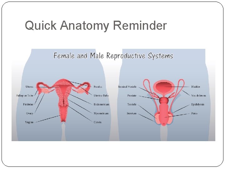 Quick Anatomy Reminder 