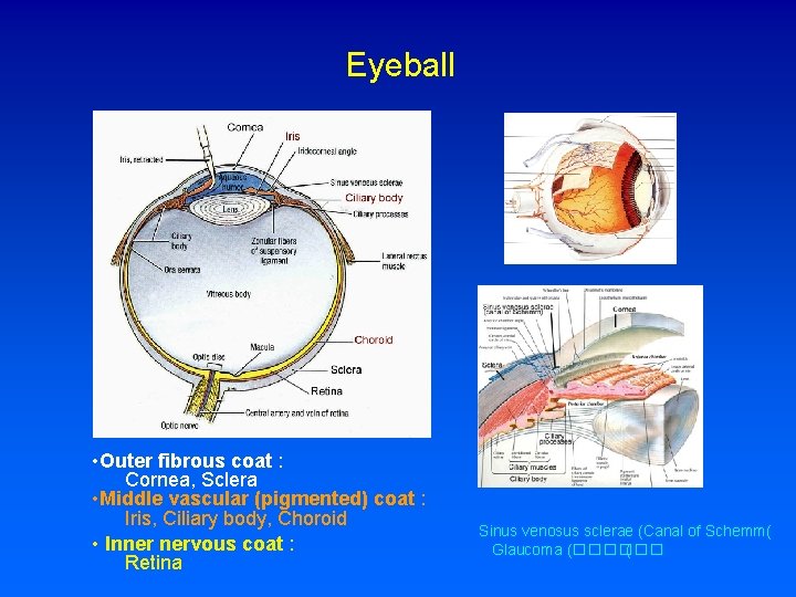 Eyeball • Outer fibrous coat : Cornea, Sclera • Middle vascular (pigmented) coat :
